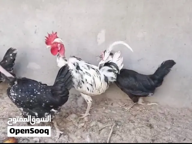 سلام عليكم متاح خمس دجاجات أوديك كويتي ورد الباقله كله بياضات وفول صحتهن خير من الله ملات بيت وحلوات