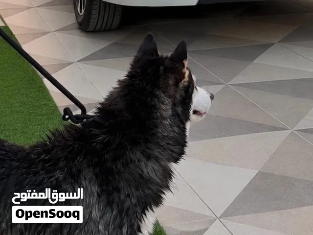 مفقود كلب فمسقط