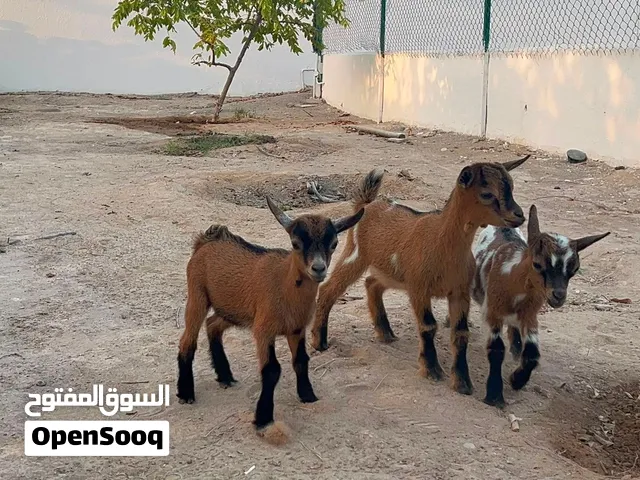 للبيع مجموعة ماعز قزم ذكور و أناث أزواج أعمار متفاوته شي مواليد صغار عمر 3 أشهر.. سعر الزوج 280 ريال