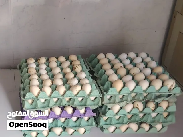 eggs for sale