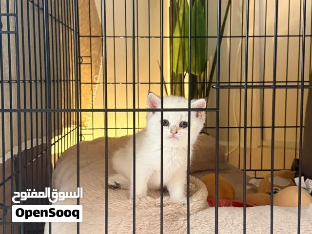 برتش وايت كلر بلو بوينت