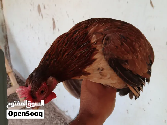 دجاجه كويتيه صافيه الاصليه على وجه بياض للبيع او مراوس هنادي أو هراتي