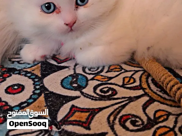 قطط ذكور واناث شيرازي وبريتش مكس 45 يوم