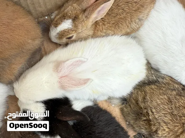 مطلوب الرانب بسعر ريال