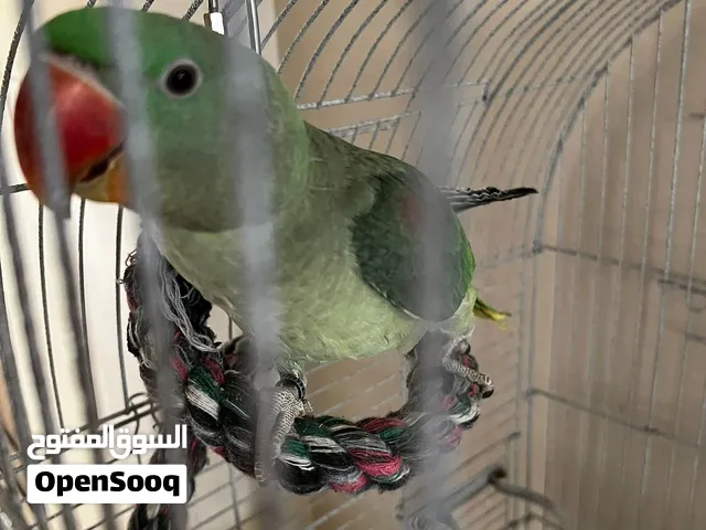 للبيع متوة نيبالية