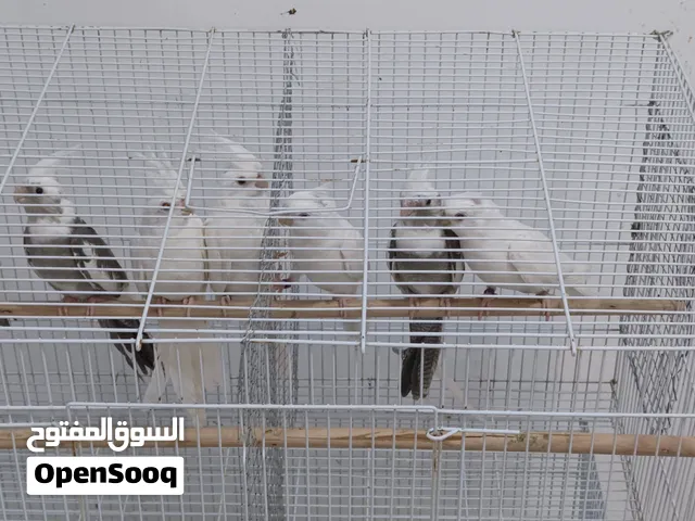 طيور زينه _ كوكاتيل _ (كروان)