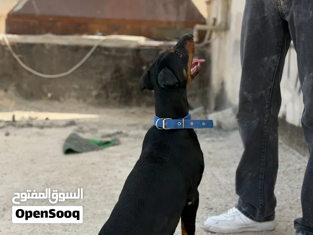 نتحدث عن الجمال والقوة والشجاعة انثى دوبرمان العمر 6 شهور تقريبا