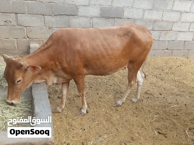 ابقار عشار للبيع