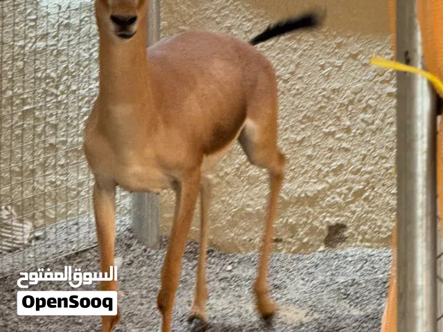 فحل ديماني للبيع حلال دار