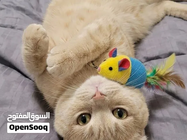 Scottish fold male.