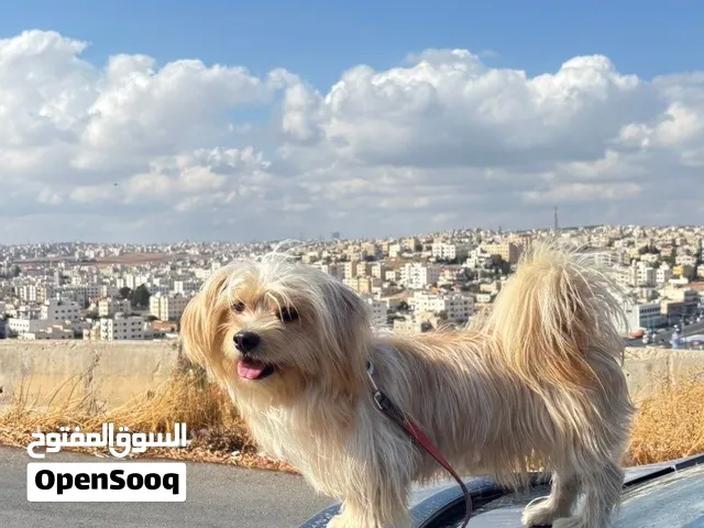 كلب نوع مالتيز ذكر العمر سنه وأليف وماخذ المطاعيم