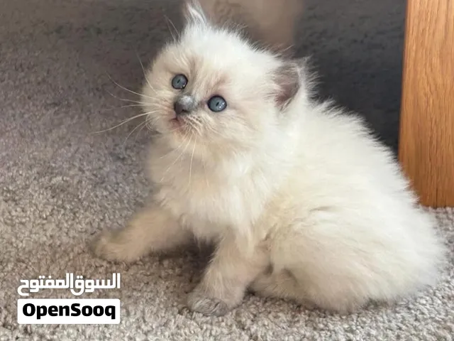 همالايا وراغدول تربية منزل بيور متعلمين على اللتر بوكس والاكل داري فود عمر شهرين بصحة ممتازة