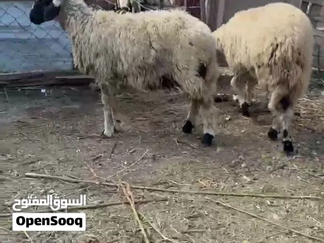 خرفان اثنين بسم الله ما شاء الله  خرفان بصلاة ع النبي