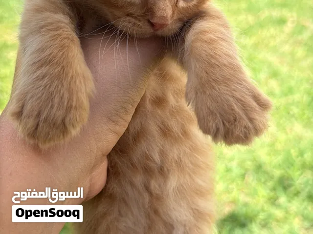 قط هملايه صغير 1 شهر اصفر جميل