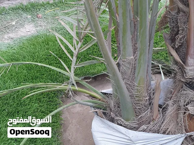 فسائل برحي