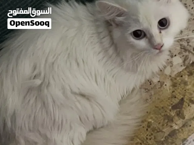للتبني قط ذكر شيرازي للبيع لعوب ما يخاف أليف مولود فل بيت ولا مره طلع برا البيت