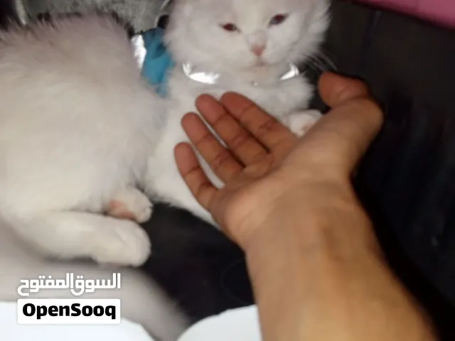 القطط الشيرازي للبيع