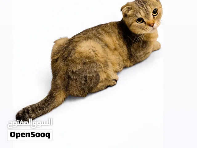 سكوتش فولد انثى