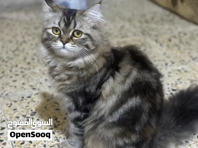 قطط 5 شهور للبيع