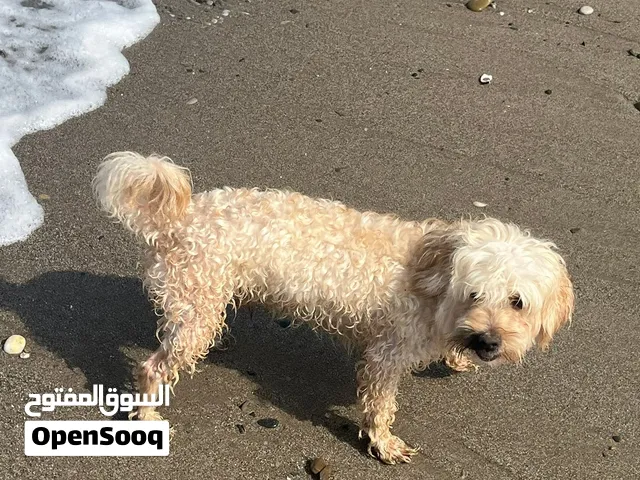 male bichon maltais 1ans et 6 mois sur tanger