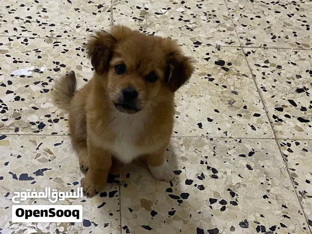 بيلا وساشا