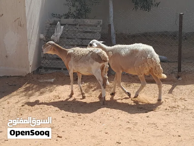 2نعاج وطنيات الله يبارك جنسهم توميات عشار الزوز مبينات في3شهور ونص بالجهاز محصنات وسنهم اول جمع