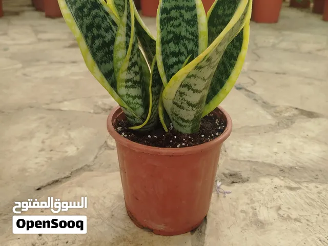 نباتات ايطالي داخلي خضار صيف شتاء