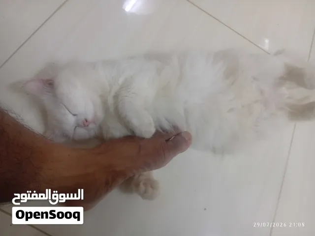 cat trained