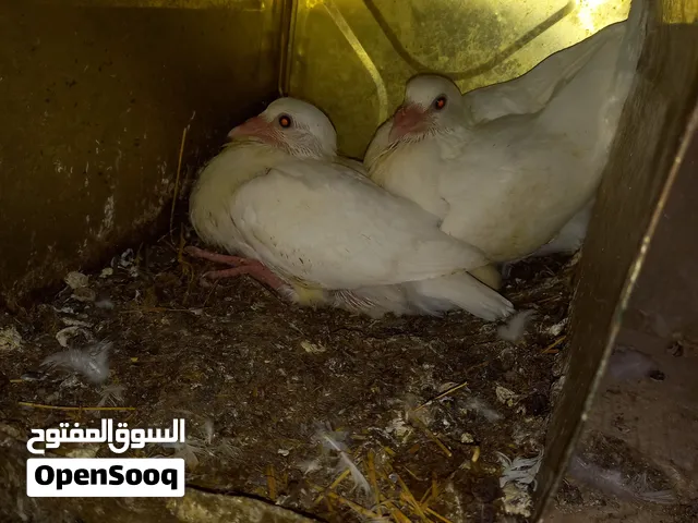زغاليل حمام ثلاث جواز وست ديوك جاج بلدي فراخ الي في الصور شغل ذبح وعزومه