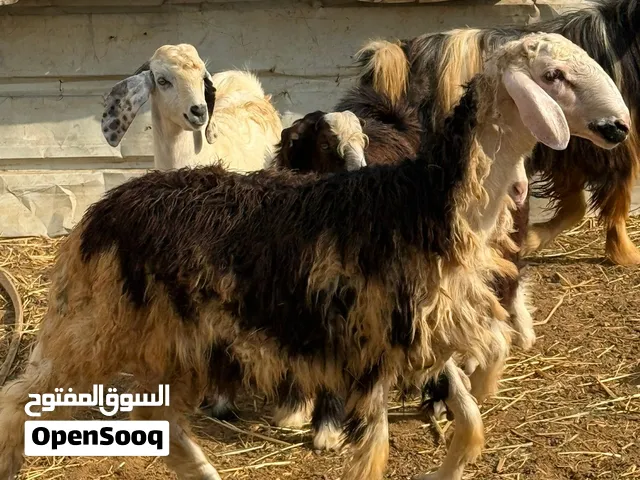 كباشه نجديات للبيع