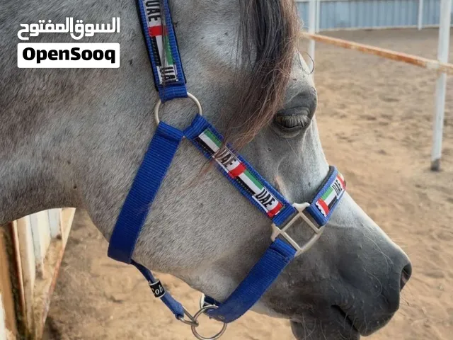 للبيع فحل جمال جواز واهو