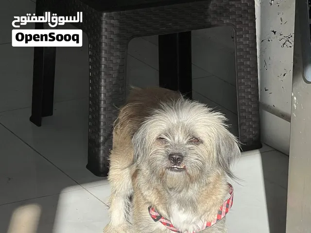 كلبه تشيرزو حامل للبيع الكلبه مدربه وهاديه  للبيع عمرها سنه وهيه عايشه ابيت ونضيفه