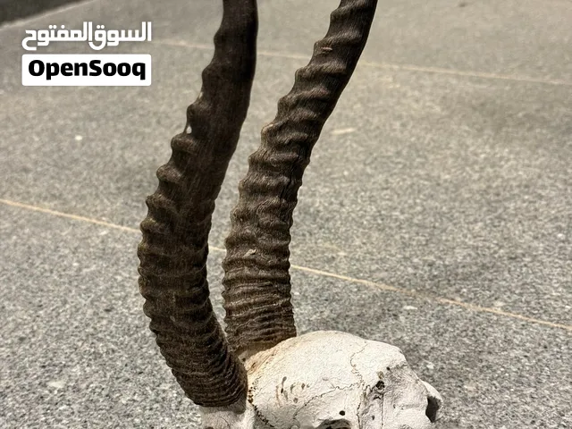 قرون غزال للبيع
