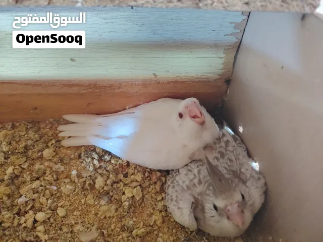 مخاليف كوكتيل انكليزي واحد البينو عيون حمر