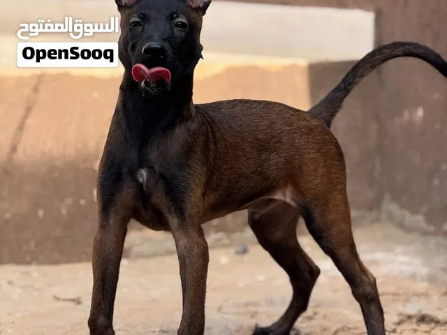 ذكر مالينواا