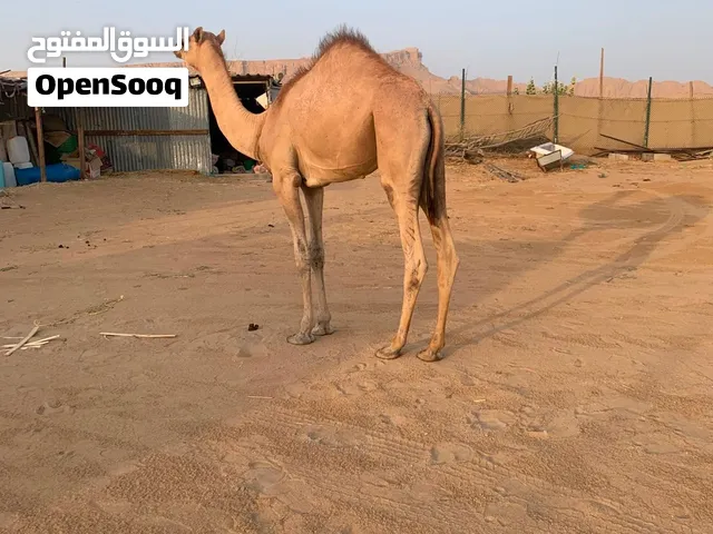 قعود للبيع