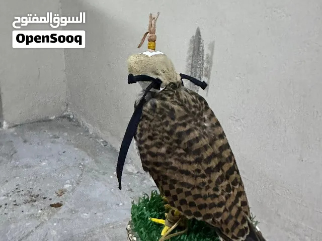 للبيع شرياص عربي