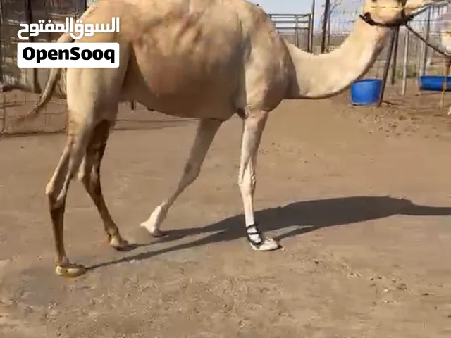 بنت سراب شطيط