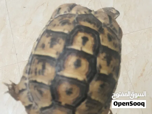 سلحفاء برية يونانيه