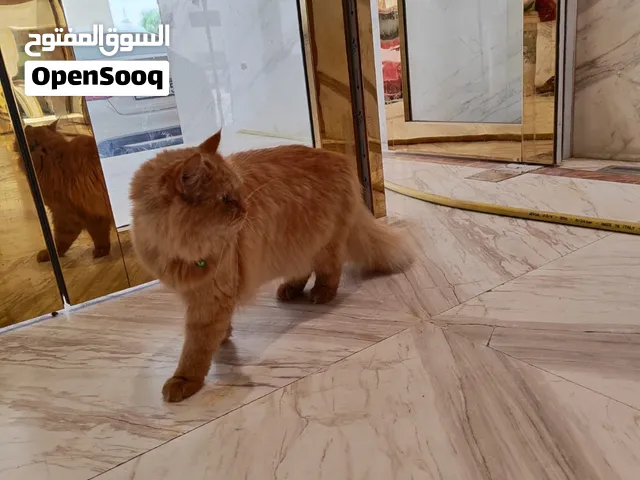 شيرازي /بريتش قصيره ااشعر