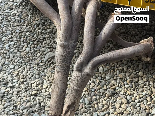 هيدرز جيب شروكي