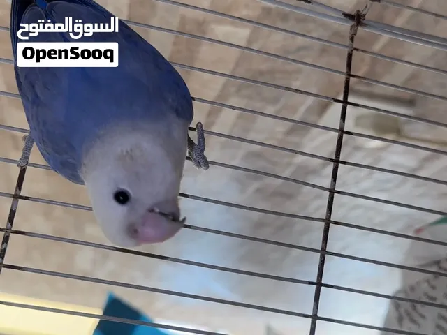 بيعة سريعه زوج طيور لافبيرد حجم وصحة ونظافه وقابل للبدل