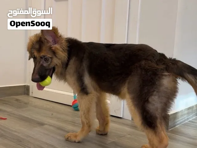 للبيع جرو جيرمن شيبرد كنج سايز لونق هير