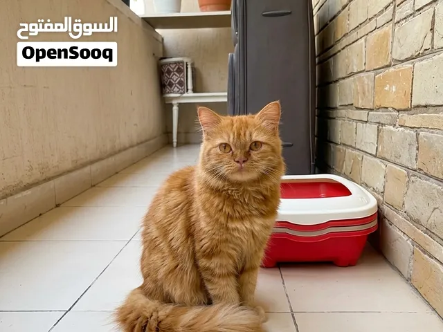 قطة شيرازي للتبني،العمر 4 شهور