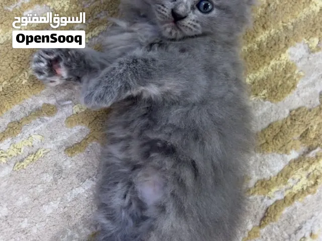 قطط شيرازية للبيع
