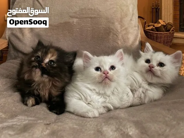شرازي عمر شهر و اسبوع متعود علي التواليت و