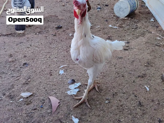 جاج باكستاني مع اديوك سلاله مقاومه