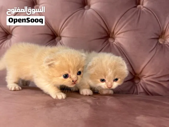 6 قطط سكوتش فولد ذهبية + الأم  أذان مطوية  فرو كثيف  مجموعة كامل