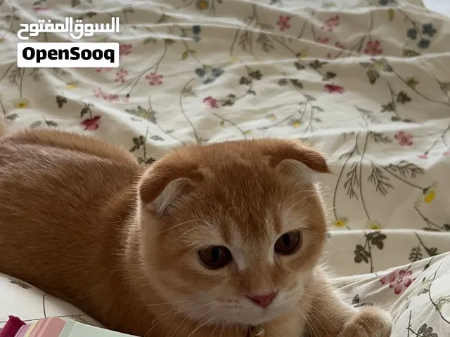 قط برتش فولد جولد