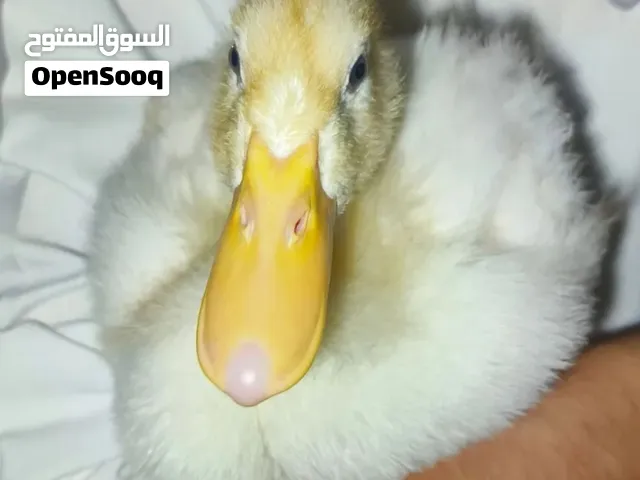العمر شهر ونص تقريبا